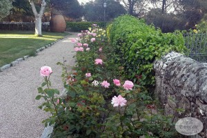 Rosas jardines principales