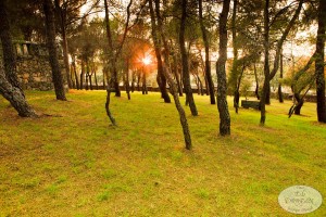 Bosque pinos